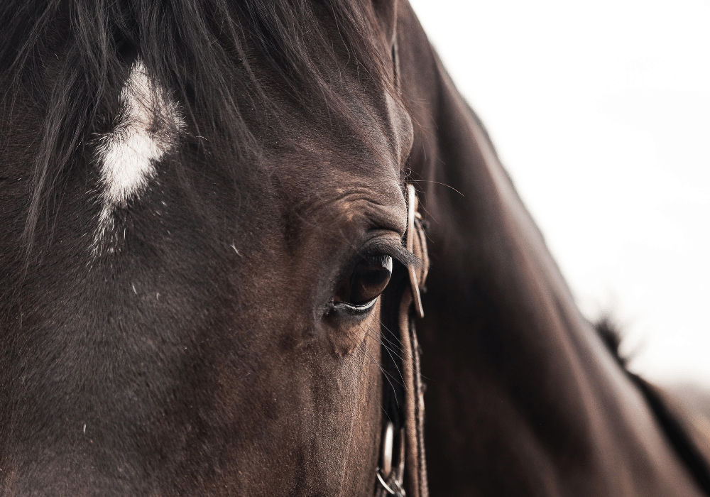 equine strangles